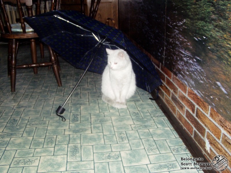 Esernyő alatt