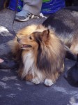 Kicsi Lassie