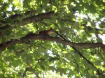 Kicsi mókus fenn a fán
