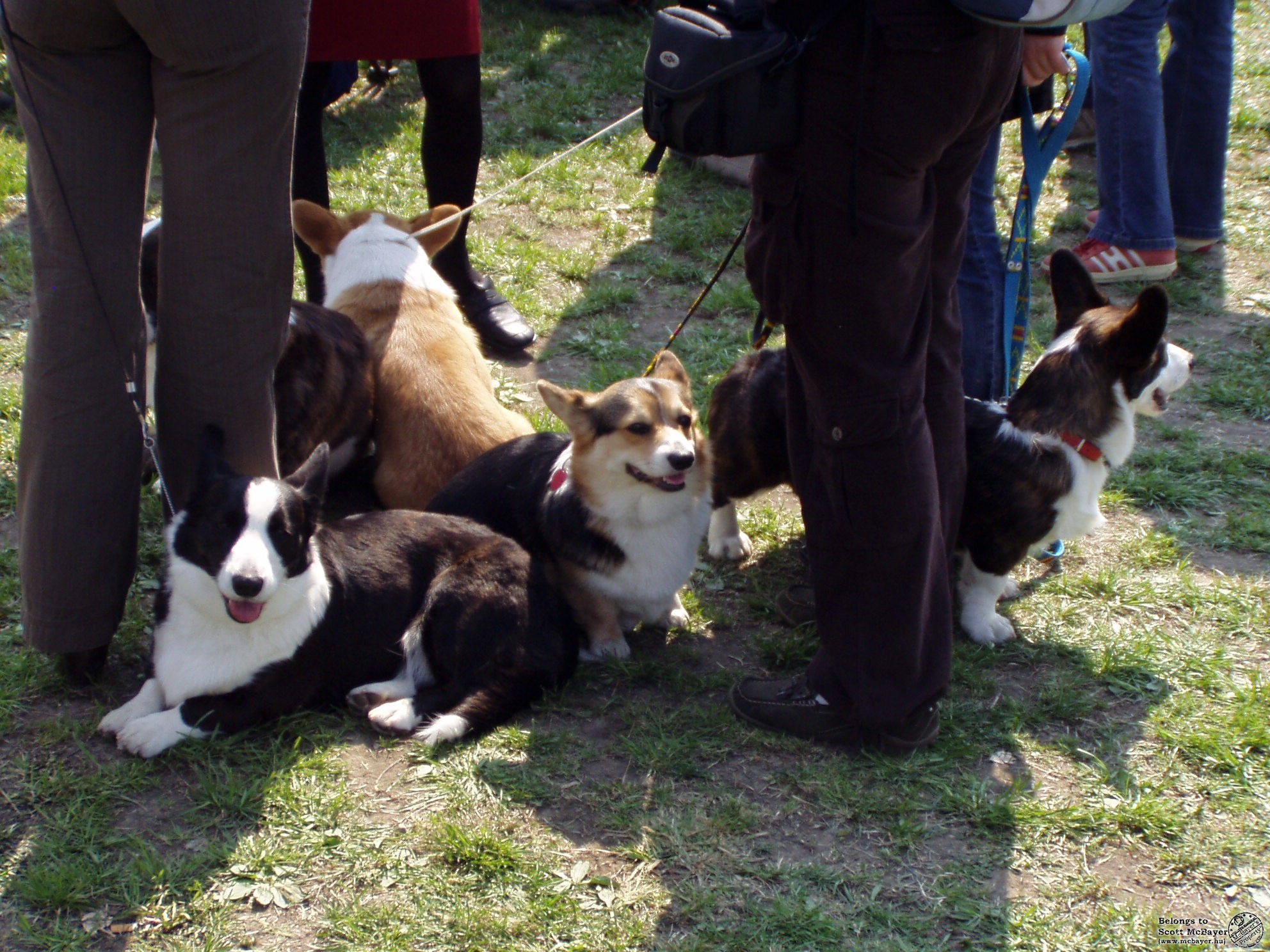 Corgi csapat