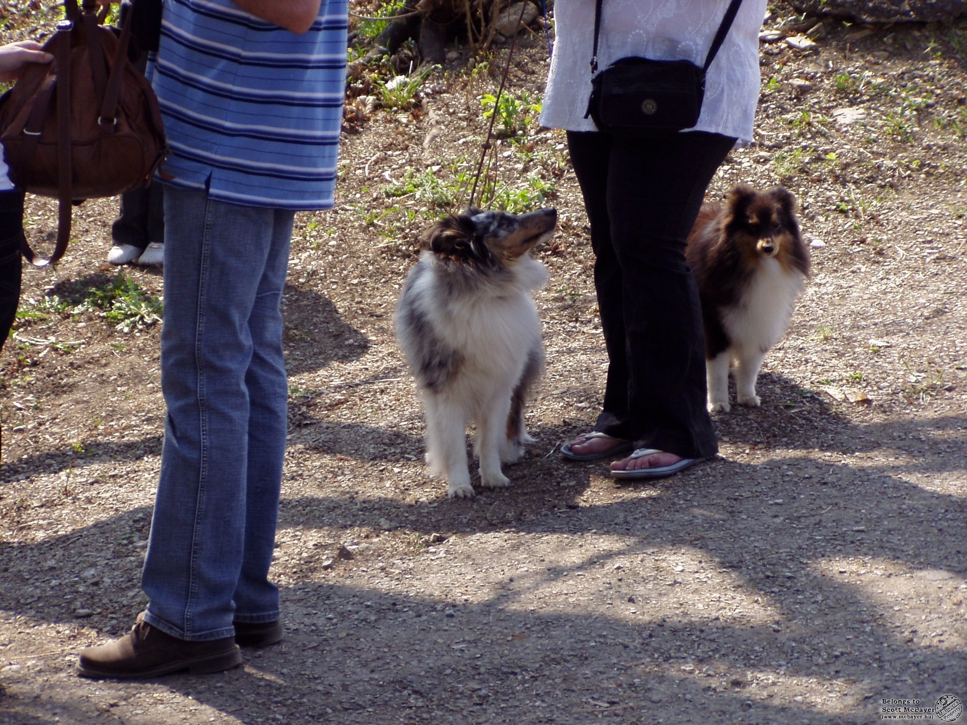Kicsi sheltiek
