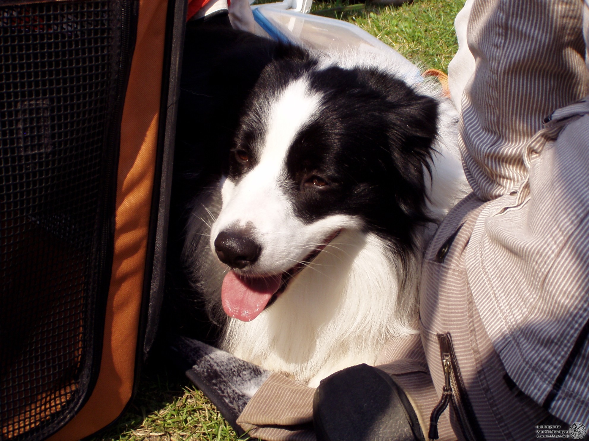 Collie buksi