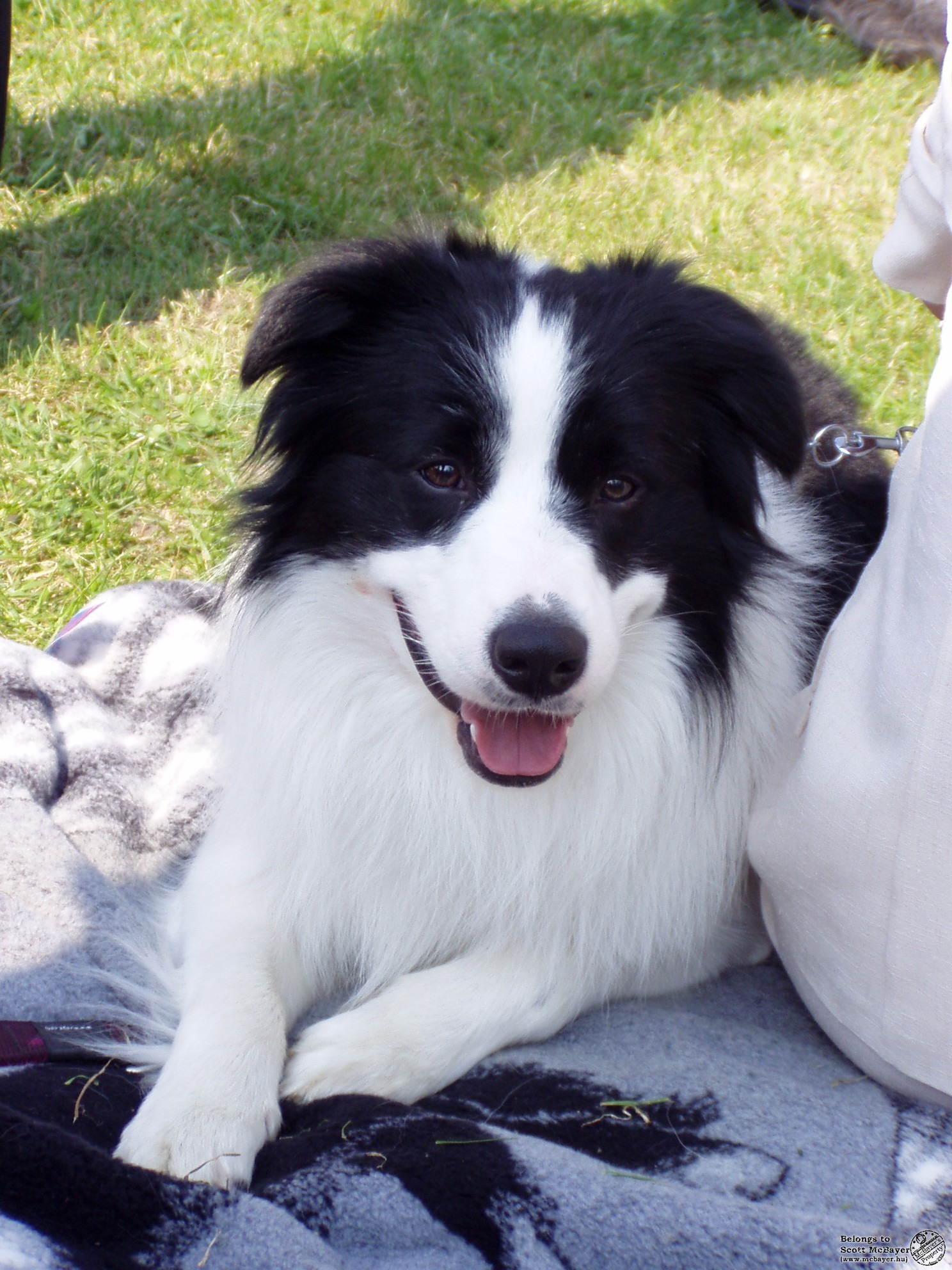 Aranycollie