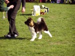BIS - Akita bírálat