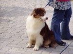 Aussie