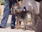 Ausztrál Pásztorkutya - Kettle dog