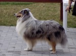 Skót juhász - blue-merle