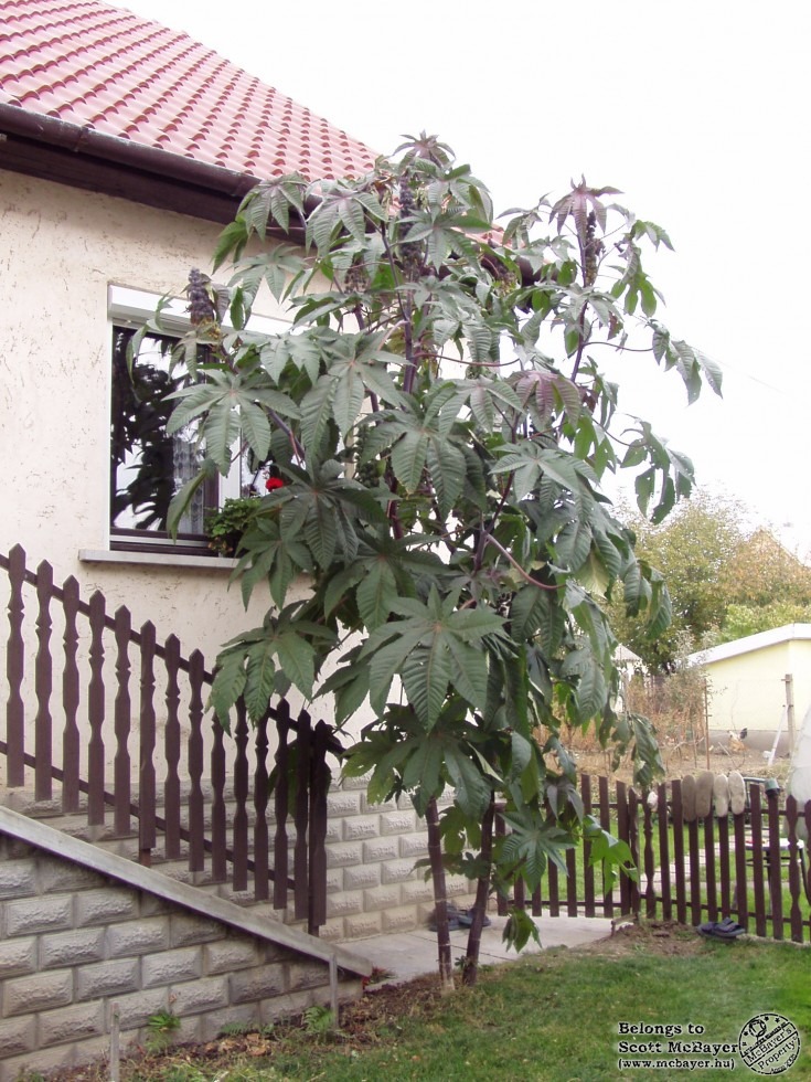 Oh, nagy ricinus