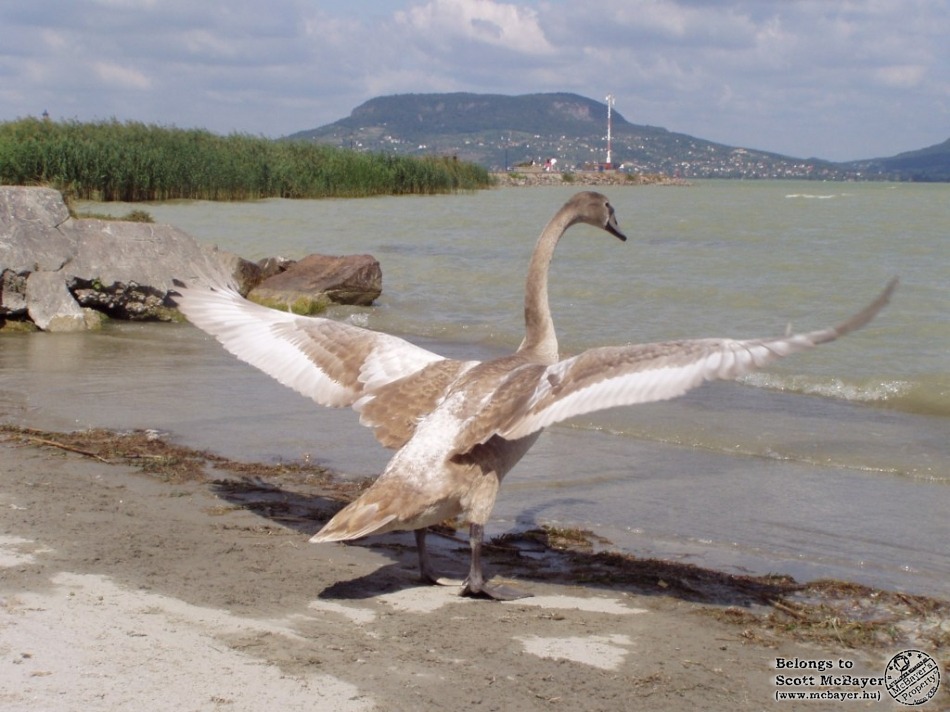Repülésre készen