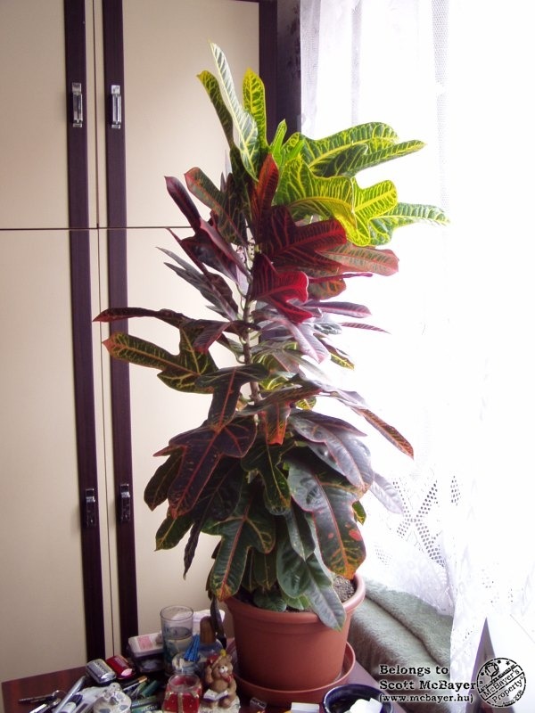 Codiaeum Variegatum
