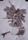 Croton tussal